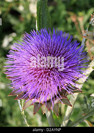 Karde, Cynara Cardunculus, Asteraceae, Europa und Westasien. Stockfoto