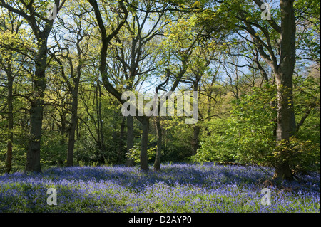 Blühende bluebells Erstellen schöne bunte blauen Teppich unter sonnendurchfluteten Bäume im Frühling - Middleton Woods, Ilkley, West Yorkshire, England, UK. Stockfoto