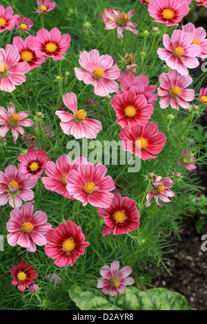 Garten-Kosmos oder mexikanische Aster, Cosmos Bipinnatus, Asteraceae. Mexiko. Gartenblüten und Blumen. Stockfoto