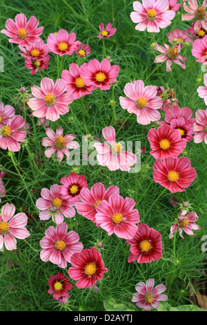 Garten-Kosmos oder mexikanische Aster, Cosmos Bipinnatus, Asteraceae. Mexiko. Gartenblüten und Blumen. Stockfoto