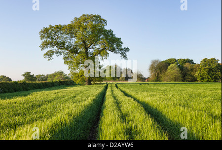 Weizenfeld im Frühjahr in der Nähe der kleinen Dorf von South Dalton in der Nähe der Marktstadt von Beverley in East Riding of Yorkshire, UK. Stockfoto