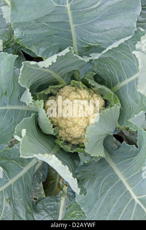 Blumenkohl-Feld, Indien Stockfoto