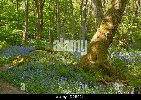 Blühende bluebells Erstellen schöne bunte blauen Teppich unter sonnendurchfluteten Bäume im Frühling - Middleton Woods, Ilkley, West Yorkshire, England, UK. Stockfoto