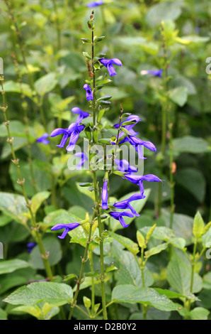 Mehlige Salbei, Mealycup Salbei, Salvia Farinacea 'Schichten', Lamiaceae (Labiatae). Mexiko und Teilen der Vereinigten Staaten einschließlich Texa Stockfoto