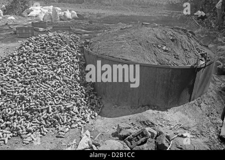 Curcuma, Curcuma Longa verarbeitet zum Trocknen und pudern, Wai, Satara, Maharashtra, Indien Stockfoto