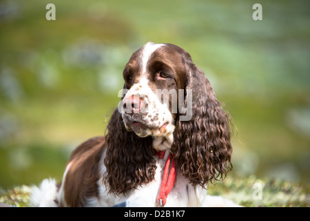 Englisch Springer Spaniel eine Erholung beim Wandern in den Bergen Stockfoto