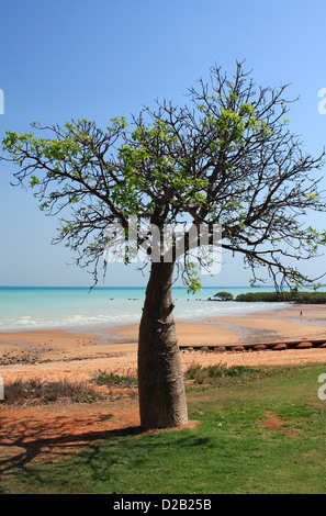 Boab Baum Stadtstrand Broome Westaustralien Stockfoto