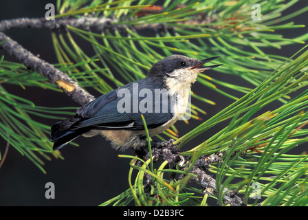 Pygmy Kleiber Sitta Pygmaea Pinetop, Arizona, USA Juli Erwachsenen Sittidae vorübergehend gefangen Stockfoto