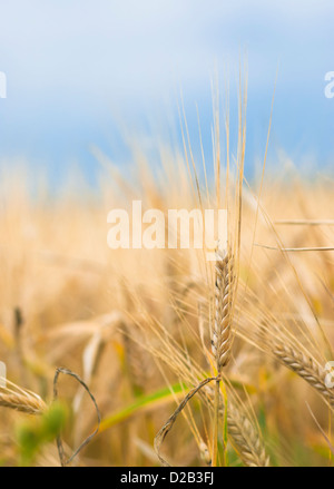 Bunte Nahaufnahme Reife Gerste Ohr an trüben Herbsttag. Stockfoto