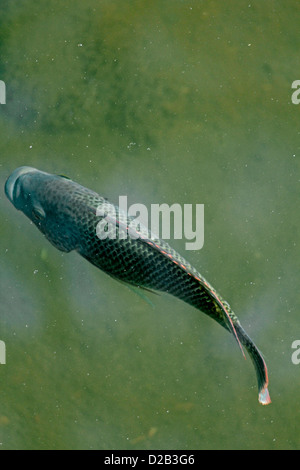 Blaue Kurper, Mosambik Tilapia, Oreochromis Mossambicus Fisch im Wasser-Teich, Pune, Maharashtra, Indien Stockfoto