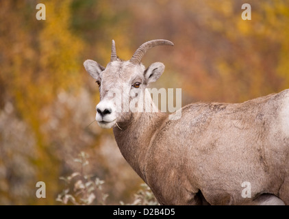 Rocky Mountain Bighorn Schafe Stockfoto