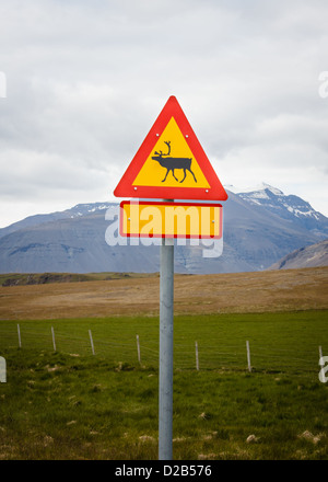 Achten Sie auf Rentiere auf den Straßen in der Wildnis in Island Stockfoto