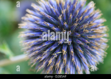 Nahaufnahme von einem dunkellila schottische Distel, die nationale Blume von Schottland Stockfoto