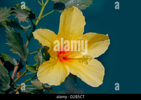 Hibiscus Rosa-Sinensis, gelbe China-Rose, chinesische Hibiskus Stockfoto