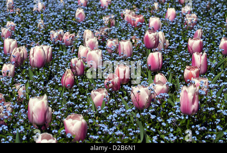 Ein Bett aus rosa und weißen Tulpen in Vergissmeinnicht. Stockfoto