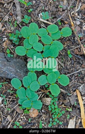 Cassia Obtusifolia, Cassia Samen, ungehinderten Klarheit Samen Stockfoto