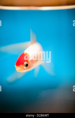 Vannes, Frankreich, ein Red Cap Oranda Goldfische in einem Goldfischglas Stockfoto