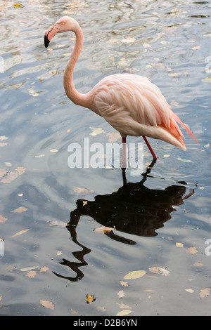 Berlin, Deutschland, ein rosa Flamingo steht im Wasser im zoo Stockfoto