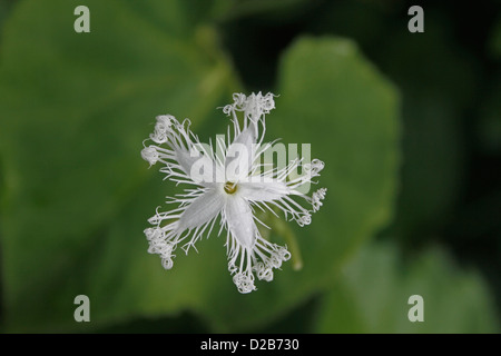 Schlange, Kürbis Trichosanthes Cucumerina var. Anguina, Trichosanthes Anguina, Blume Stockfoto