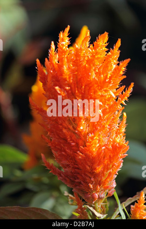 Celosia Plumosa, gefiederte Hahnenkamm, Celosia Argentea var. plumosa Stockfoto