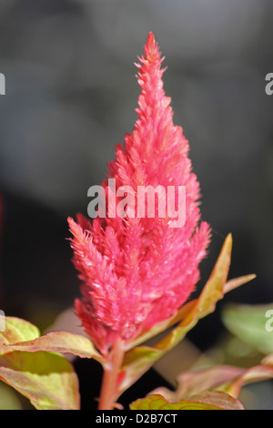 Celosia Plumosa, gefiederte Hahnenkamm, Celosia Argentea var. plumosa Stockfoto