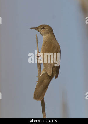 Savi Grasmücke (Locustella Luscinioides) sitzt auf einem Zweig Stock. Stockfoto