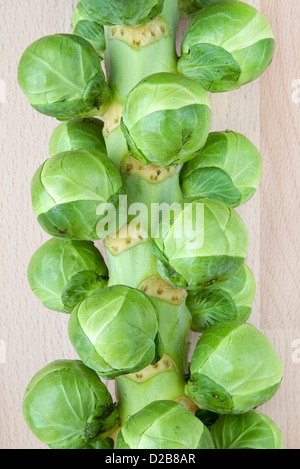 Rosenkohl-Baum auf Schneidbrett aus Holz Stockfoto