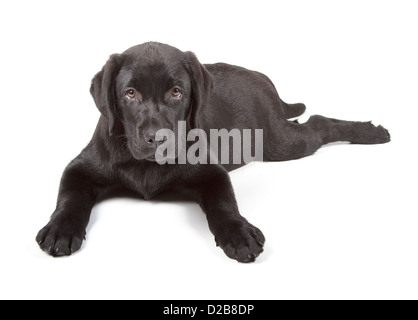 Black Labrador Retriever Welpen 3 Monate alt, isoliert auf weißem Hintergrund Stockfoto