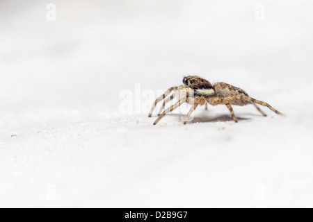 Porträt einer springenden Spinne (Salticus Scenicus) Stockfoto