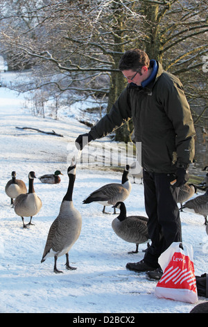 Mann, die Fütterung wild Kanadagänse von Hand im Winter im Vereinigten Königreich Stockfoto