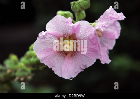 Strahlende Dorf, Deutschland, Stockrosenblueten Stockfoto