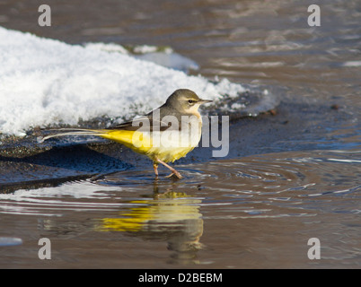 Graue Bachstelze im Winter Eis-Stream in der Stadt. Stockfoto