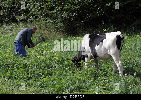 Strahlende Dorf, Deutschland, Bauer Pflockt ein junger Stier auf der Weide Stockfoto