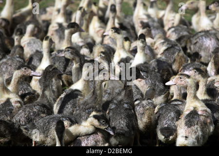 Strahlende Dorf, Deutschland, Pommern junge Enten Stockfoto