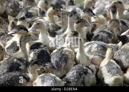 Strahlende Dorf, Deutschland, Pommern junge Enten Stockfoto