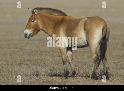 Junge Przewalski-Pferd in der Askanian Steppe. Stockfoto