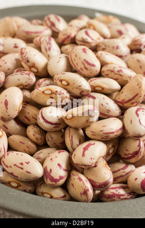 Cranberry Bohnen auch bekannt als römische Bohnen Stockfoto