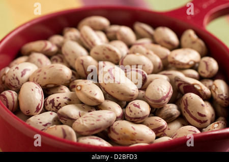 Cranberry Bohnen auch bekannt als römische Bohnen Stockfoto