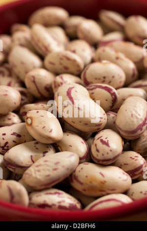 Cranberry Bohnen auch bekannt als römische Bohnen Stockfoto