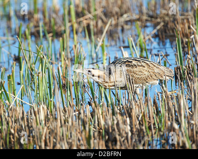 Rohrdommel Fütterung in Schilfbeetes Stockfoto