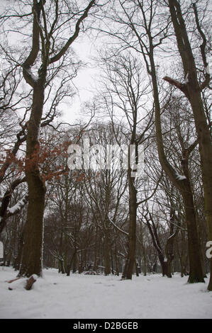 London, UK, Samstag, 19. Januar 2013. Snowy Richmond Park, London. 2013 steigt aus, um einen Kaltstart als eiskalten Wetter Treffer das Vereinigte Königreich. Am Wochenende vom 19. Januar fiel über 10 Zoll Schnee in einigen Gebieten des Vereinigten Königreichs mit mehr am Anfang der nächsten Woche erwartet. Stockfoto