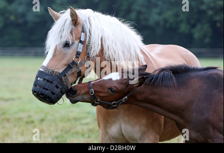 Ascheberg, Deutschland, schnüffelt Colt die Schnauze einer Haflinger Stute Stockfoto