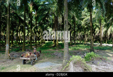 Ernte der Früchte der Ölpalme. Puntarenas Provinz, in der Nähe von Sierpe. Costa Rica Stockfoto