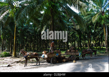 Ernte der Früchte der Ölpalme. Puntarenas Provinz, in der Nähe von Sierpe. Costa Rica Stockfoto