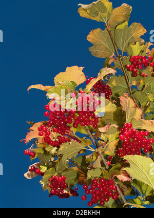 ungenießbare Beeren und blauen Sommerhimmel Stockfoto