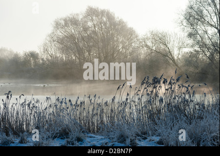 Fen Drayton Nature Reserve Cambridgeshire an einem kalten Wintertag mit Nebel steigt aus den Seen. Schilf und Bäumen Silhouette Stockfoto