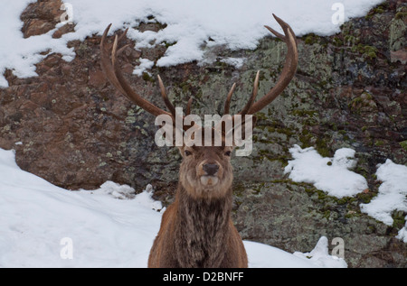 Nahaufnahme von einem Rothirsch Hirsch Stockfoto