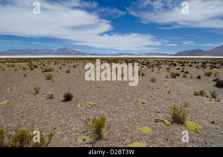 Salar de Surire, Las Vikunjas Nationalreservat, Atacamawüste, Chile Stockfoto