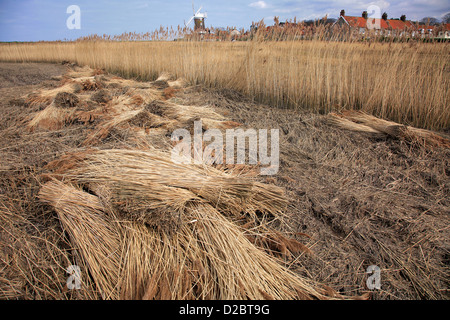 Ein Blick über den Schilfgürtel zu Cley Windmühle in kleinen Norfolk Dorf von Cley-Next-the-Sea, Küste North Norfolk, England, Großbritannien Stockfoto