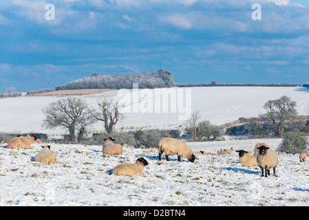 Hausschafe auf Schnee bedeckt Weide, North Norfolk, England, Stockfoto